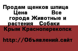 Продам щенков шпица › Цена ­ 20 000 - Все города Животные и растения » Собаки   . Крым,Красноперекопск